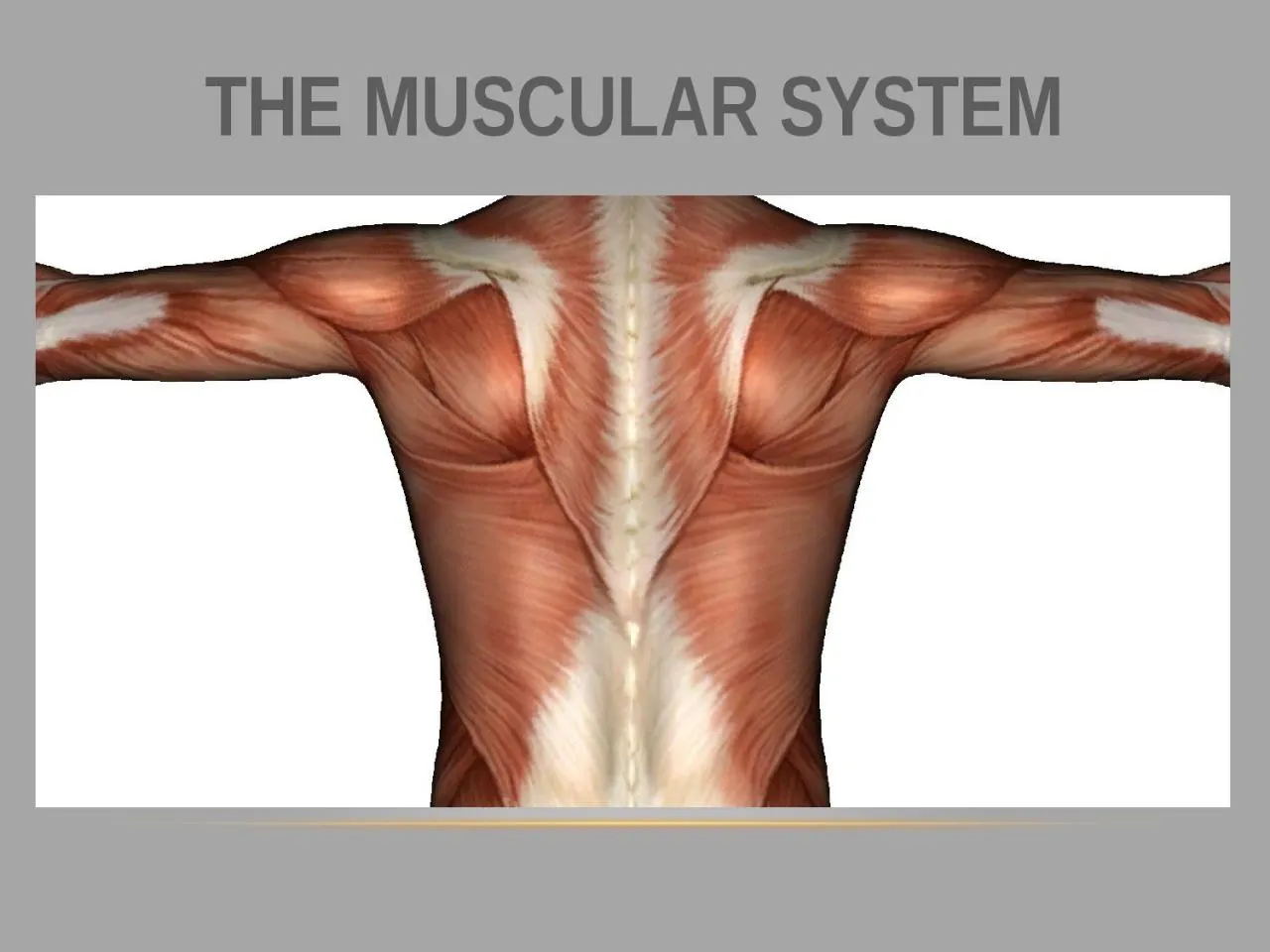 PPT-THE MUSCULAR SYSTEM Overview