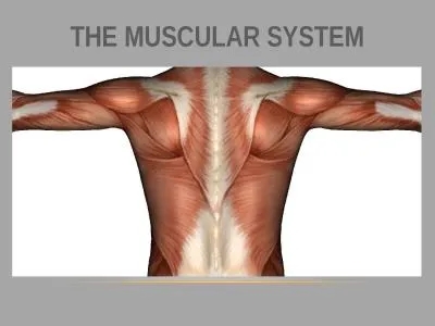 THE MUSCULAR SYSTEM Overview