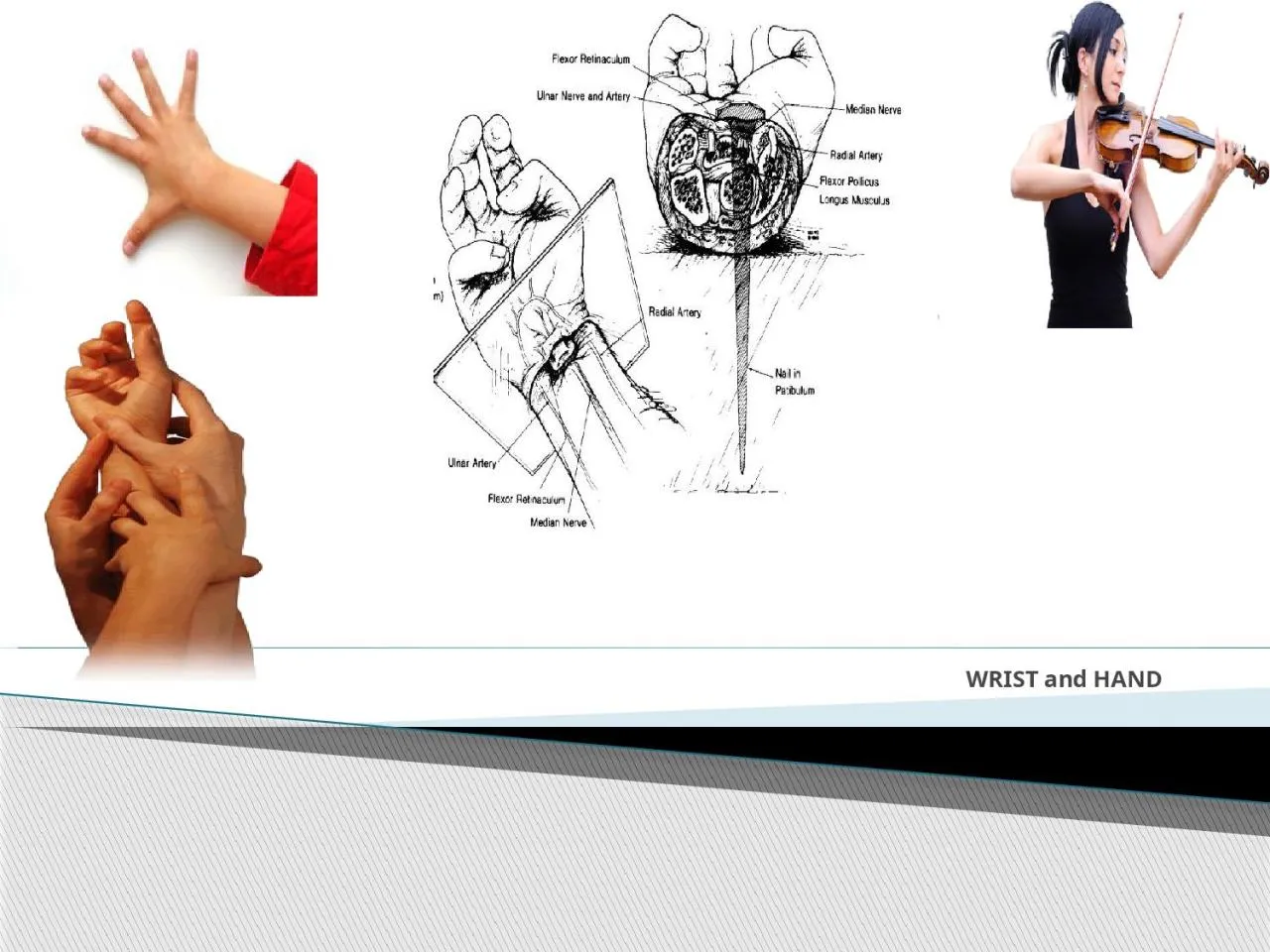 PPT-WRIST and HAND The hand and the wrist are the most active and the most intricate parts