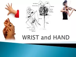WRIST and HAND The hand and the wrist are the most active and the most intricate parts of the upper