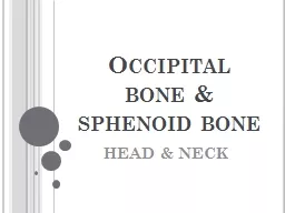 Occipital bone & sphenoid bone