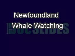 Newfoundland Whale Watching