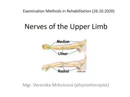 Nerves   of   the   Upper
