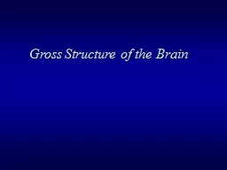 Gross Structure of the Brain