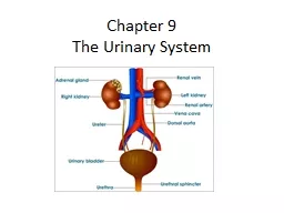 Chapter 9 The Urinary System