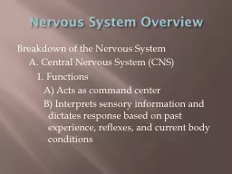 Nervous System Overview Breakdown of the Nervous System