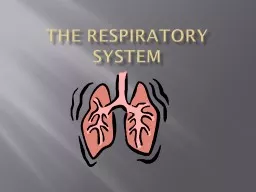 PPT-The Respiratory System Upper respiratory system: