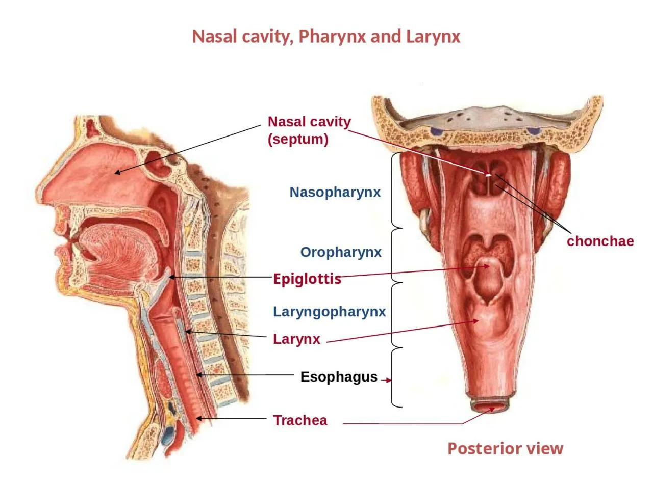 PPT-Nasal cavity, Pharynx and Larynx