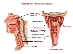 Nasal cavity, Pharynx and Larynx