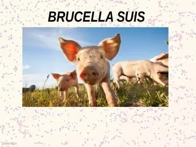 BRUCELLA SUIS Giulia  Agus