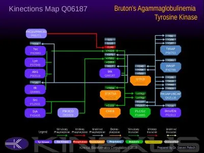 Btk Q06187 Y617 Bruton’s