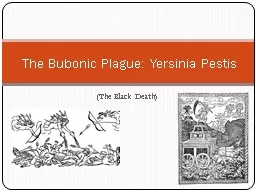 (The Black Death)  The Bubonic Plague: Yersinia