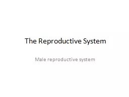The Reproductive System Male reproductive system