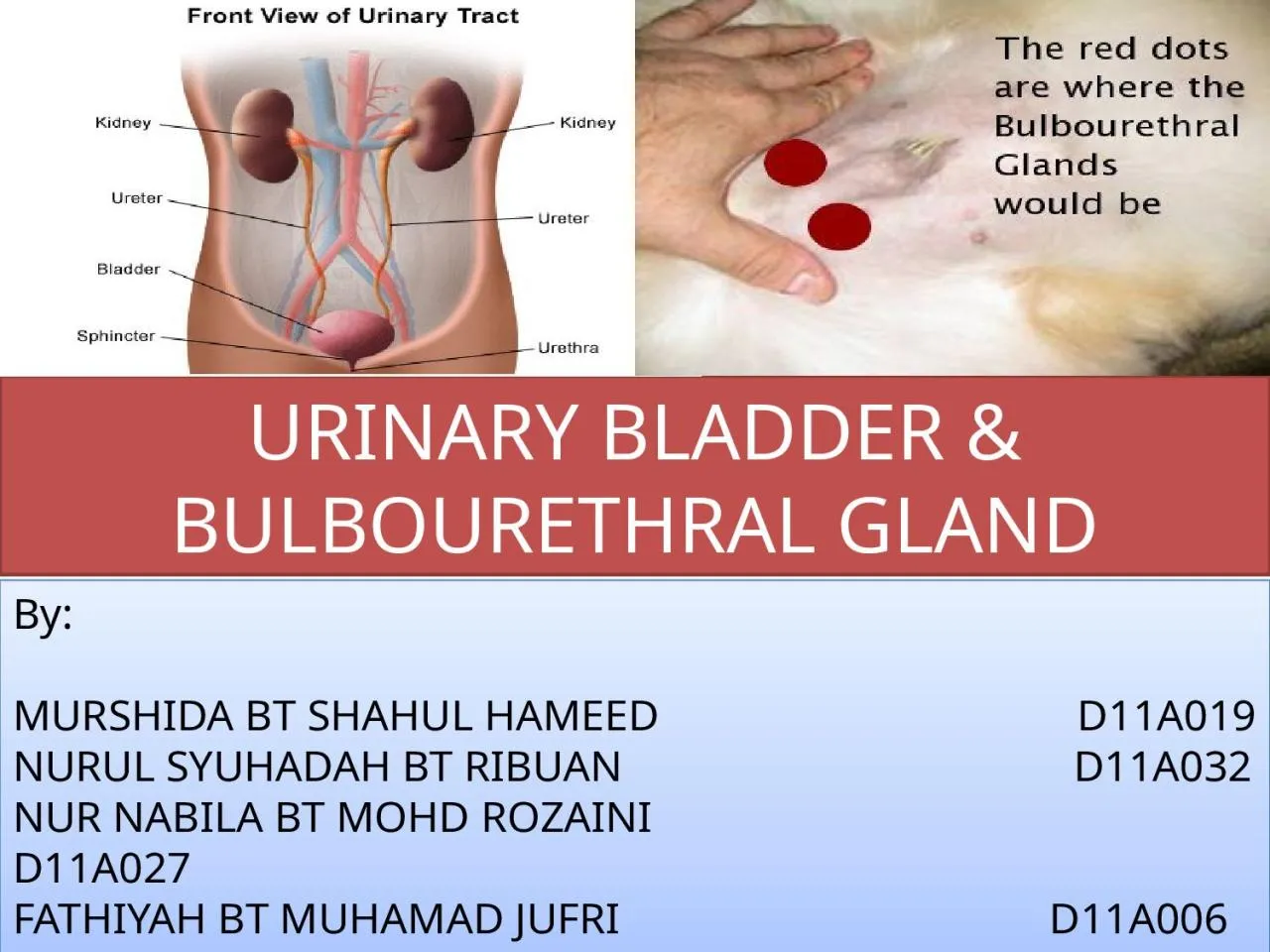 PPT-URINARY BLADDER & BULBOURETHRAL GLAND