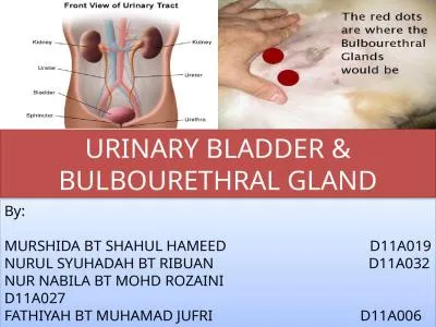 URINARY BLADDER & BULBOURETHRAL GLAND
