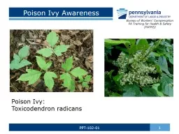 Poison Ivy Awareness 1 PPT-102-01
