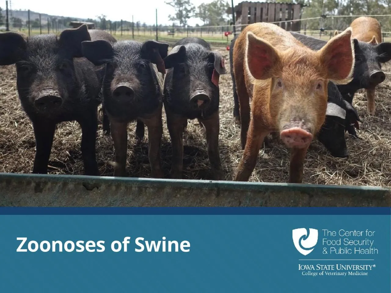 PPT-Zoonoses of Swine Diseases