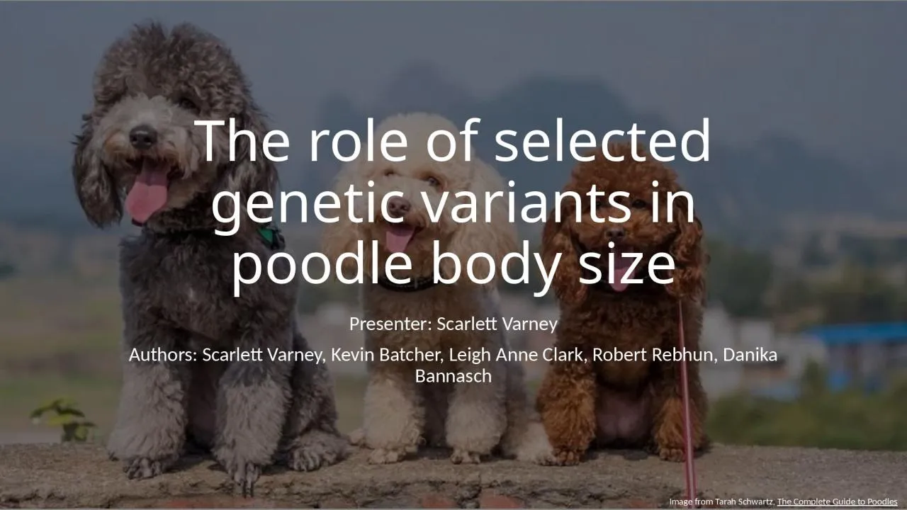 PPT-The role of selected genetic variants in poodle body size