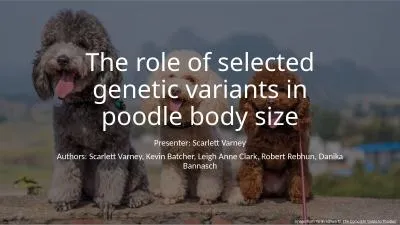 The role of selected genetic variants in poodle body size