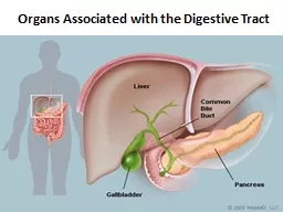 Organs Associated with the Digestive Tract