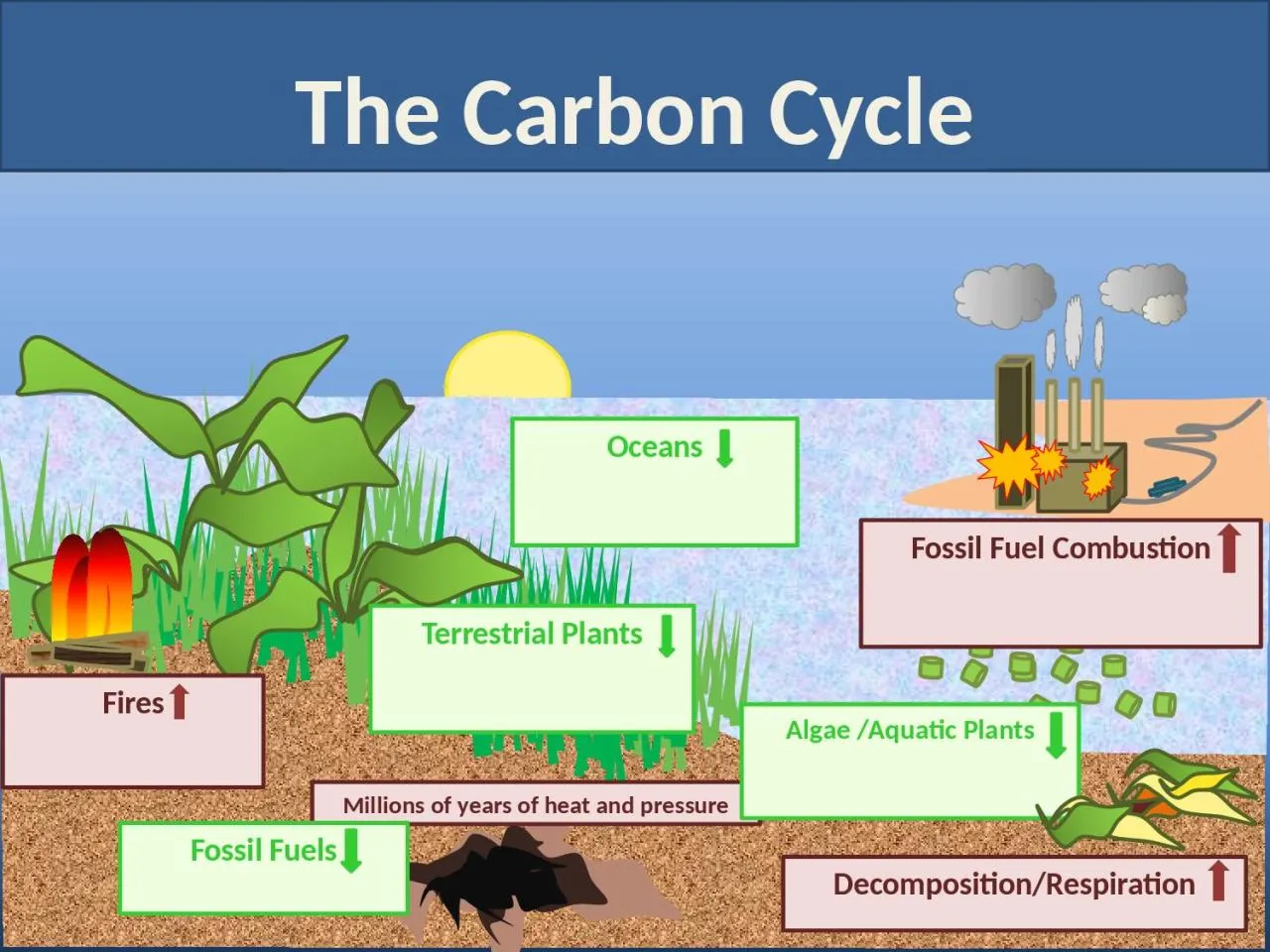 PPT-The Carbon Cycle Terrestrial Plants