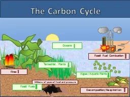 The Carbon Cycle Terrestrial Plants