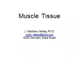 Muscle Tissue J. Matthew Velkey, Ph.D.