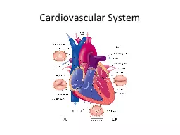 Cardiovascular System  Cardiovascular System: