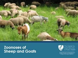 Zoonoses of  Sheep and Goats