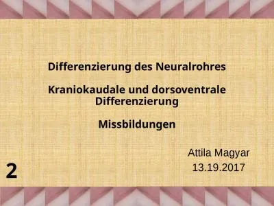 Differenzierung  des  Neuralrohres