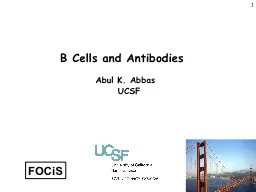 1 B Cells and  Antibodies