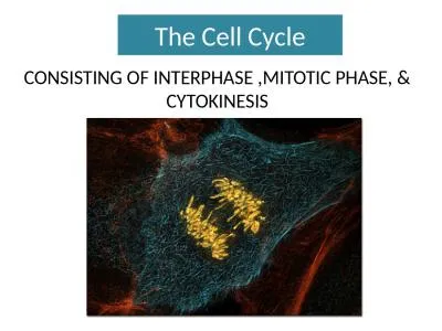 The Cell Cycle CONSISTING OF INTERPHASE ,MITOTIC PHASE, & CYTOKINESIS