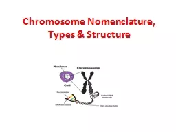 Chromosome Nomenclature, Types & Structure