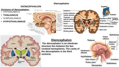 Diencephalon  The diencephalon is an interbrain structure lies between the two cerebral