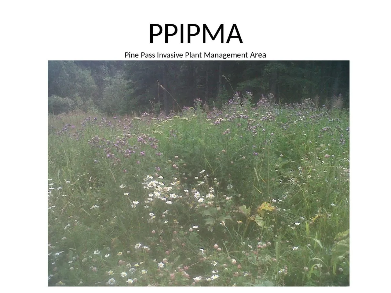 PPT-PPIPMA Pine Pass Invasive Plant Management