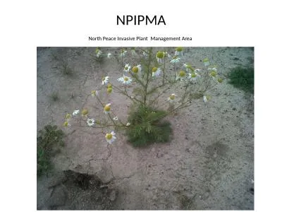 NPIPMA North Peace Invasive Plant