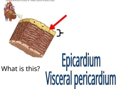 What  is this? Epicardium