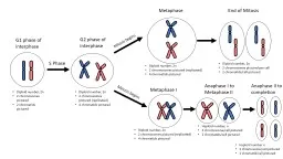 G1 phase of interphase G2 phase of interphase