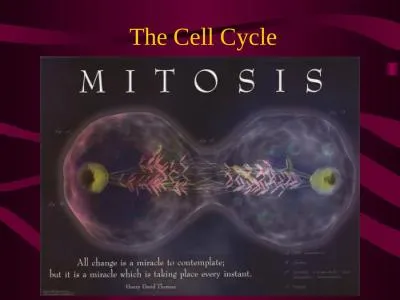 The Cell Cycle Why are cells so small??