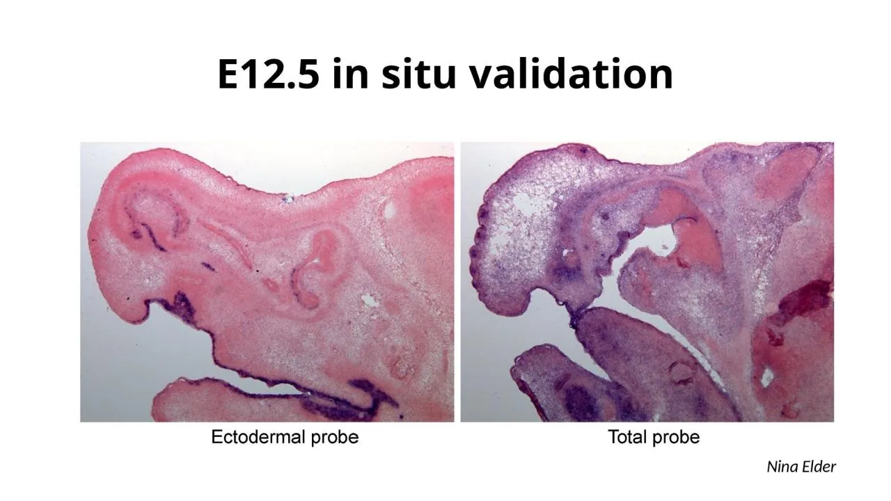 PPT-E12.5 in situ validation