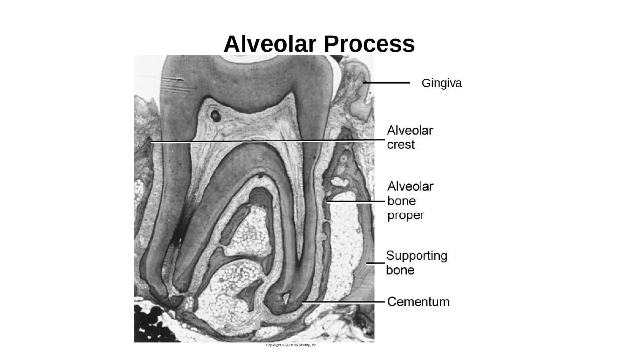 PPT-Alveolar Process Gingiva