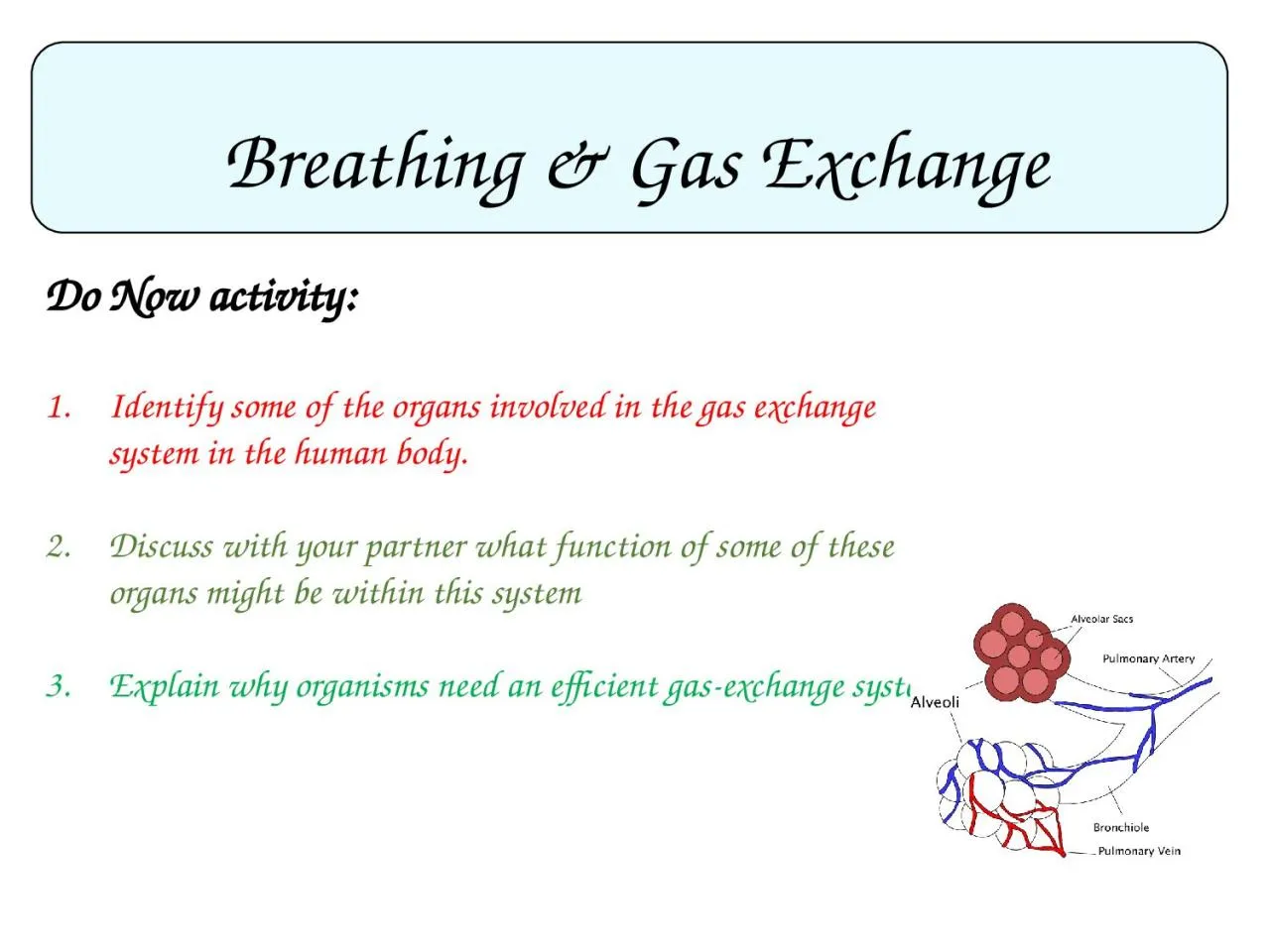 Breathing & Gas Exchange