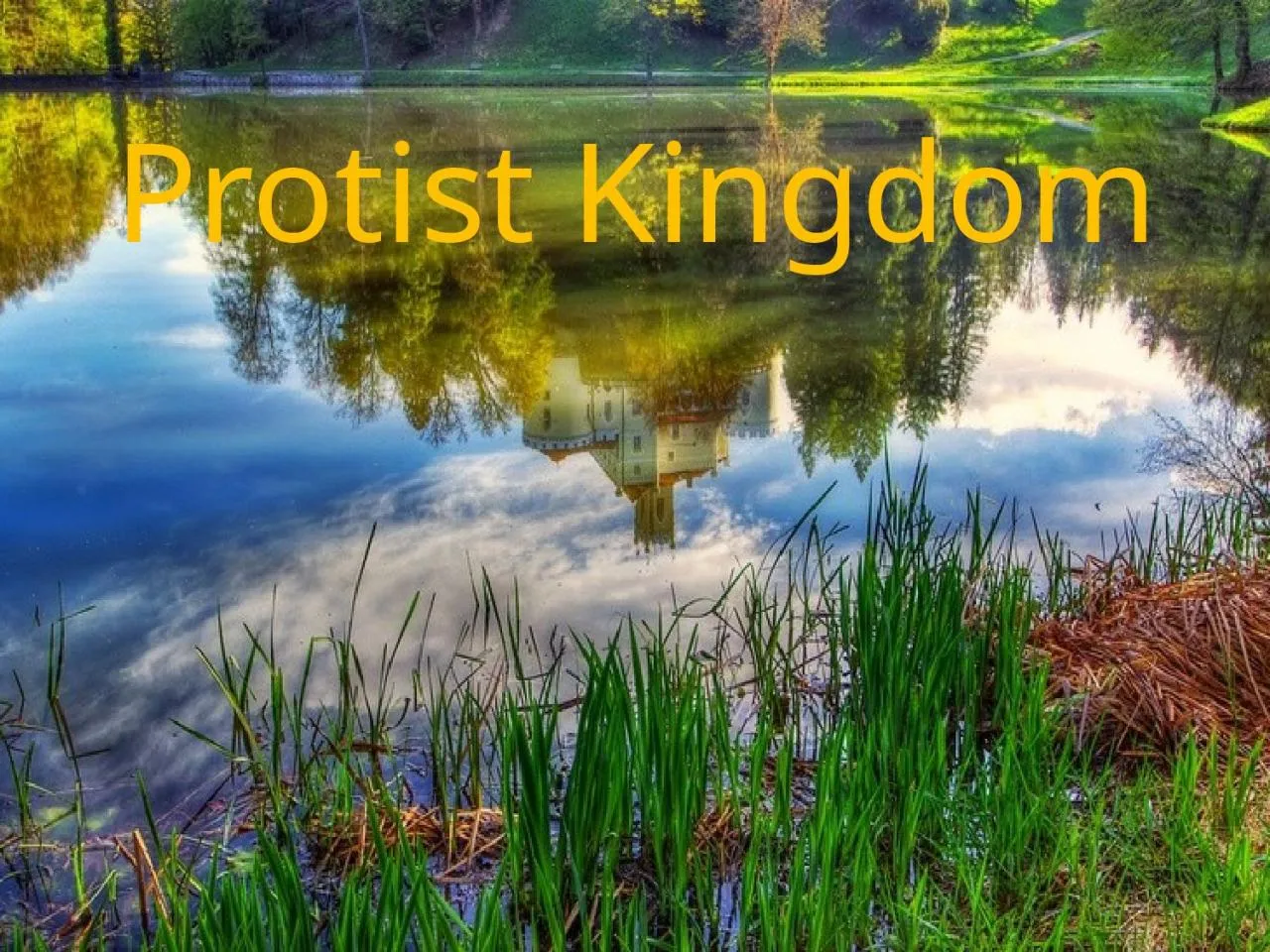 PPT-Protist Kingdom What is a