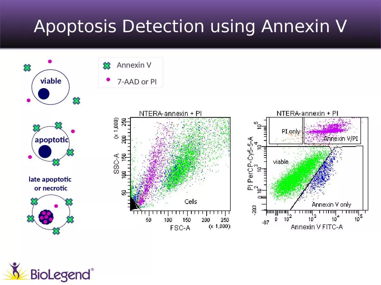 PPT-Apoptosis Detection using