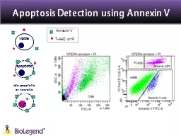 Apoptosis Detection using