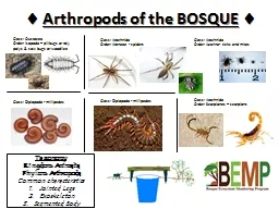    Arthropods of the BOSQUE