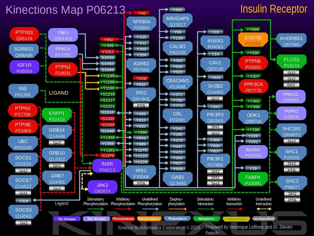 PPT-Insulin Receptor Prepared by Veronique LeBlanc and Dr. Steven Pelech