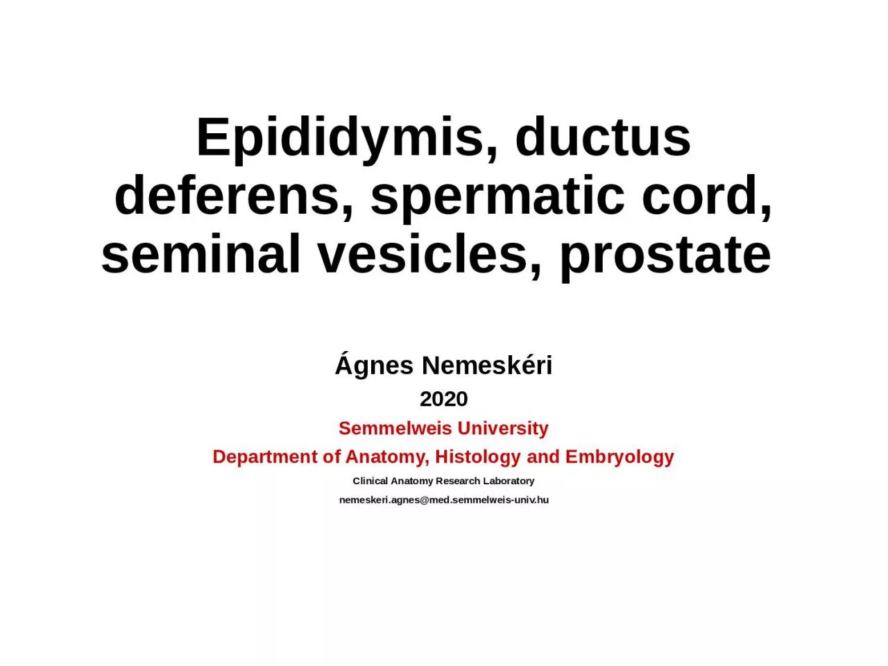 PPT-Epididymis , ductus deferens,