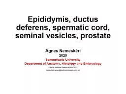 Epididymis , ductus deferens,