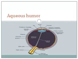 Aqueous humor The aqueous is the thin, watery fluid that fills the space between the cornea